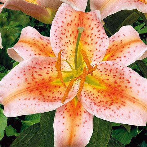 Brecks Oriental Lily Salmon Star Bulbs 5 Pack 01406 The Home Depot