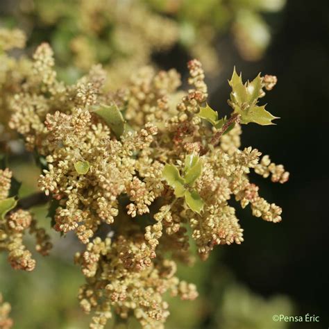 Chêne Kermès - Quercus coccifera - quelle-est-cette-fleur.com