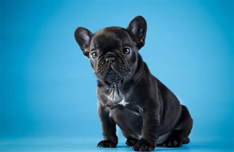 Fondos De Pantalla Perro Bulldog Francés Animalia Descargar Imagenes