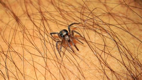 Wolf Spider Bite What You Need To Know Its Released