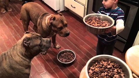 Show your support by linking to pitbulls.org. 4 year old boy feeding 4 giant Pit bull puppies then feeds ...