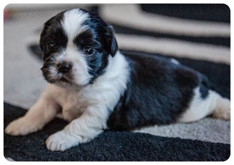 Lhasa Apso X Shih Tzu Puppy For Sale In Grimethorpe South Yorkshire
