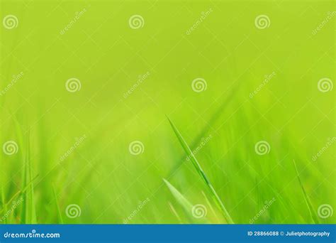 Beautiful Green Spring Background Stock Photo Image Of Bright Bokeh