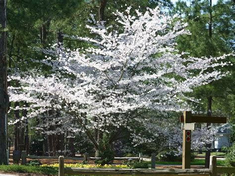The first step, therefore, is to although flowering cherry trees can be planted as individual accent trees in small gardens, rows can be planted to create flowering hedges or, if. 11 Charming Small Towns in North Carolina (Vacation Guide ...