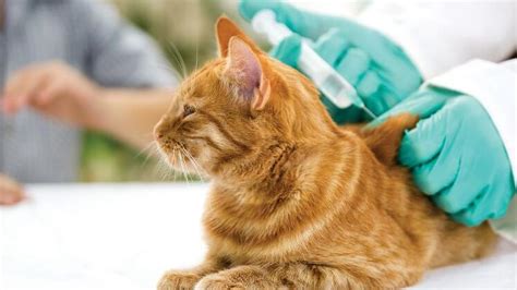 Wann und wie oft muss ich meinen kleinen tiger impfen lassen? Impfung der Katze - sinnvoll oder nicht? | tiergesund.de