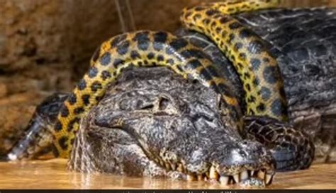 Viral Video Shows Giant Anaconda Wrapped Around Alligator Brutal