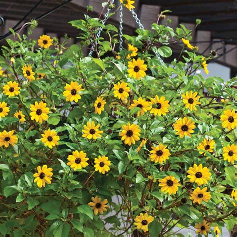 A little fuss will prolong the beauty of fuchsias in hanging baskets. Helianthus 'Inca Gold'Sunflower | Plants for hanging ...