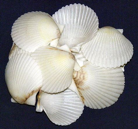 White Scallop Clam Cockle Half Shells 1 122 Etsy In 2021 Clams Shells Half Shell