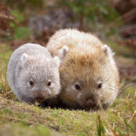Pin By Holly Furney On Australia Baby Wombat Cute Baby Animals Cute