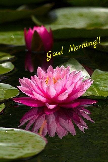 Good Morning Flowers Lotus Pond Water Flowers