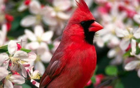 Soft Photography Of Red Cardinal Bird Hd Wallpaper Wallpaper Flare