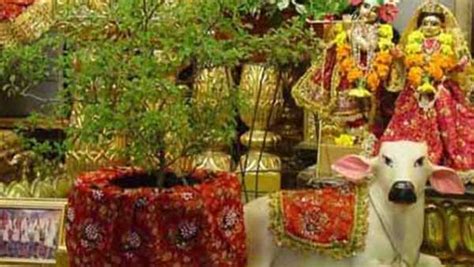 Tulsi Vivah 2019 Date Puja Vidhi Shubh Muharat And Significance