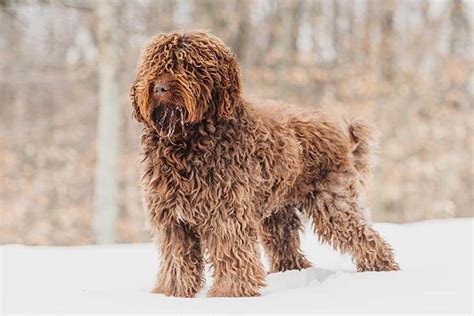 How Many New Breeds Will Be Introduced At Westminster Kennel Club This