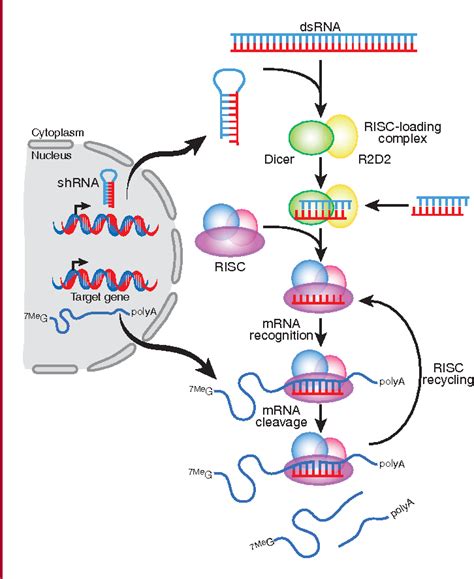 [pdf] breaking down the barriers sirna delivery and endosome escape semantic scholar