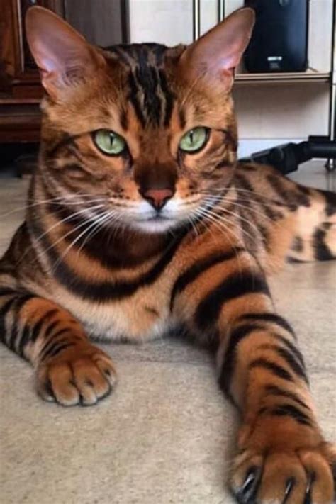 The Unique Markings On These Cats Will Have You Wondering If Theyre Real Bengal Cat Cat