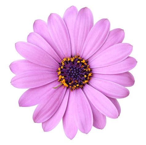Best Purple Daisy Stock Photos Pictures And Royalty Free Images Istock