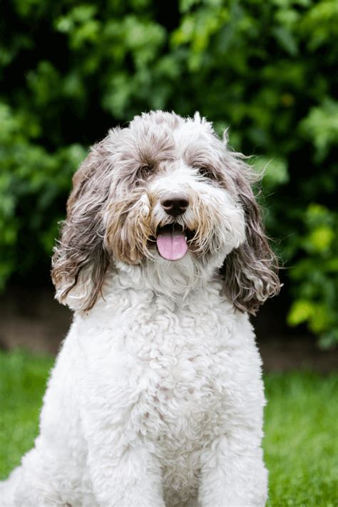 Maybe you would like to learn more about one of these? Best Quality Labradoodle Puppies for Sale In Singapore (April 2021)