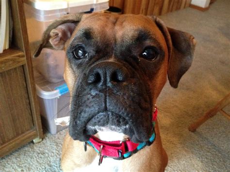 We had errands to run, so we didn't get to hear the end of does it really matter if we know how old animals are? Teaching an Excited Boxer to Calm Down to Stop His ...