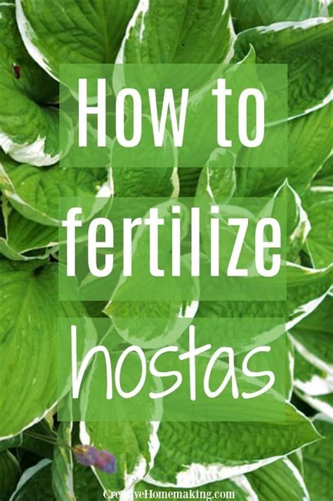 When you plant the hosta in the container, you want less than 3 inches of space between the roots and the edge of the container. How to Fertilize Hostas in 2020 | Hosta care, Hostas ...