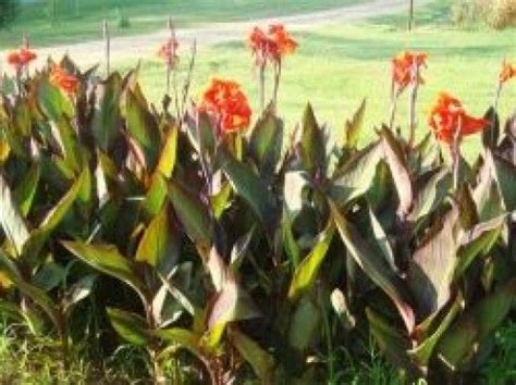 How To Grow Canna Lilies From Seed Canna Lily Plants Beautiful Plants