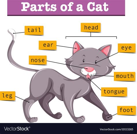 Diagram Showing Parts Cat Royalty Free Vector Image