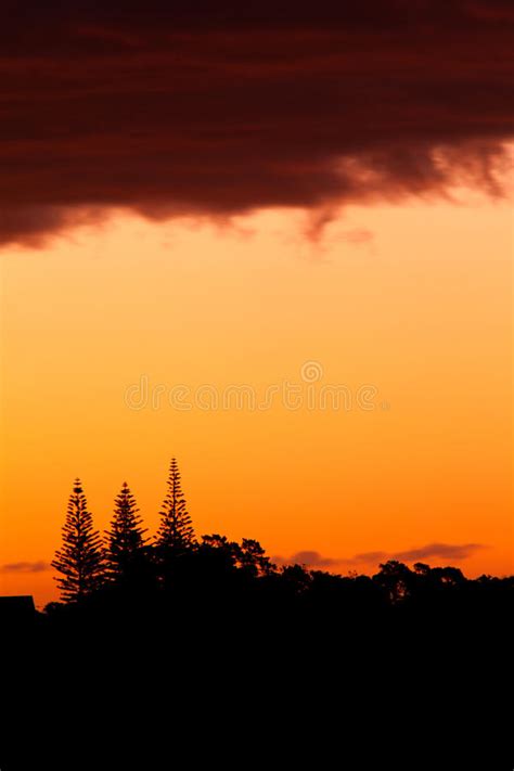 Orange Sunset And Silhouettes Of Norfolk Pines Stock Image Image Of