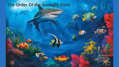 Sunlight Zone Fish
