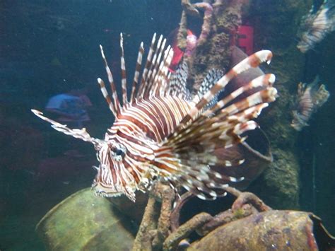 The Holiday And Travel Magazine Sea Life Melbourne Aquarium Victoria