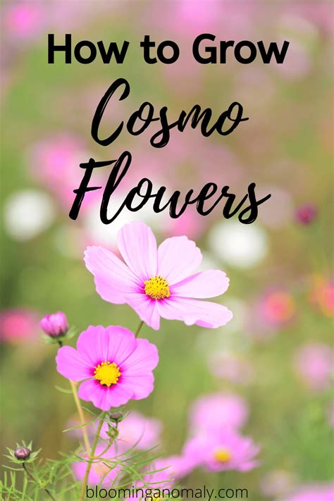 How To Grow Cosmo Flowers Blooming Anomaly Cosmos Plant Cosmos