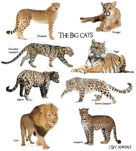 Big Cat Breeds List