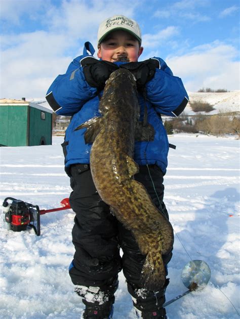 Burbot Ice Fishing Primer Part 2 Outdoor Canada