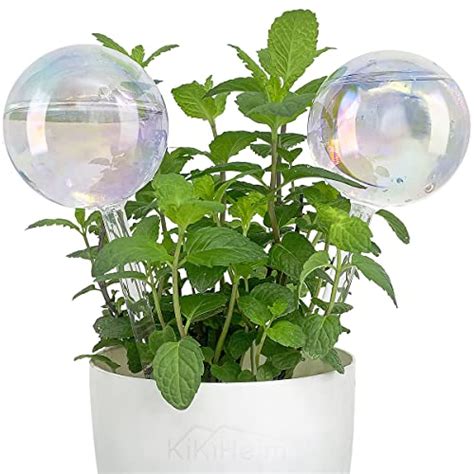 Best Glass Globes For Plants