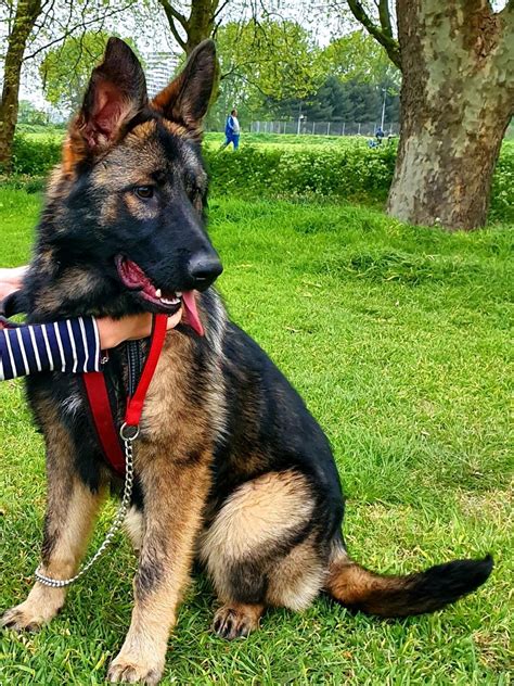 The following 50 files are in this category, out of 50 total. 6 Months old German Sheperd puppy | London, North London | Pets4Homes