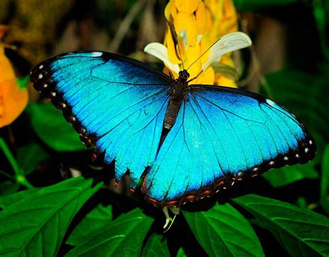 Galería De Imágenes Mariposas Morpho Azul