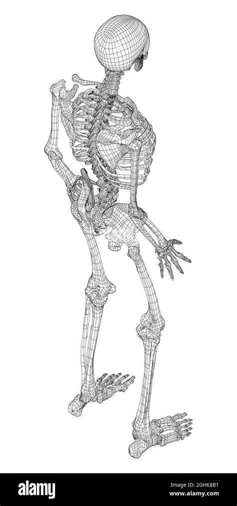Human Skeleton Vector Stock Vector Image And Art Alamy