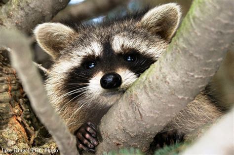 Tennessee State Wild Animal Raccoon
