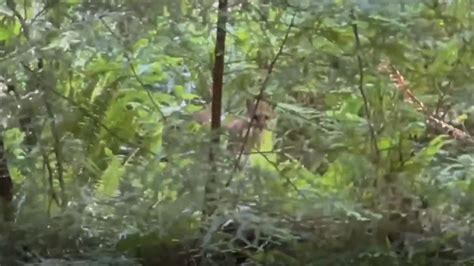 Watch Mountain Biker Encounters Cougar On Trail Unofficial Networks