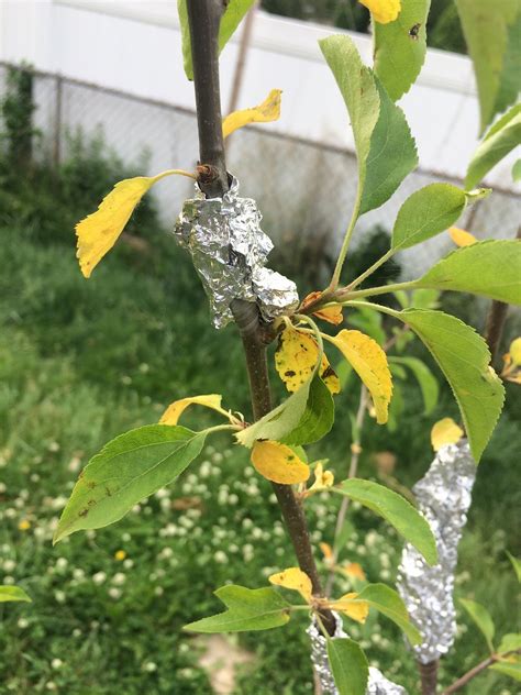 Troubleshooting Yellow Apple Tree Leaves Causes And Solutions