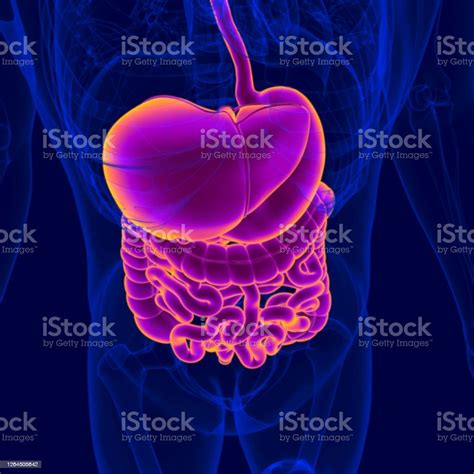 3d Illustration Human Digestive System Anatomy Stock Photo Download