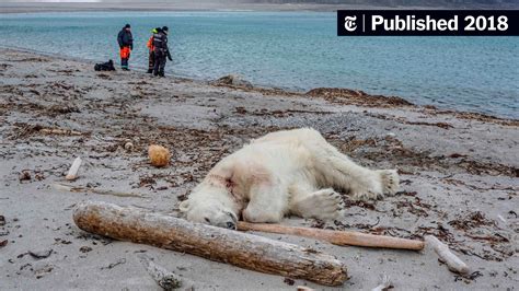 Polar Bear Shot And Killed After Attacking Cruise Ship Guard The New