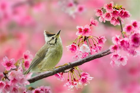 Drxgonfly Cherry Blossoms And Birds 1 2 3 4 By Sue Hsu