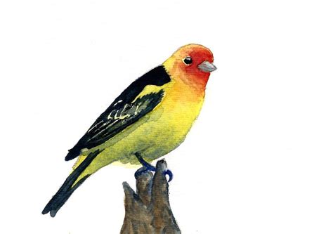 Watercolor Western Tanager Print Bird Art Yellow Bird Etsy