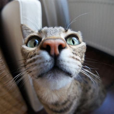 Curious Cats Bumping Into Cameras 20 Pics