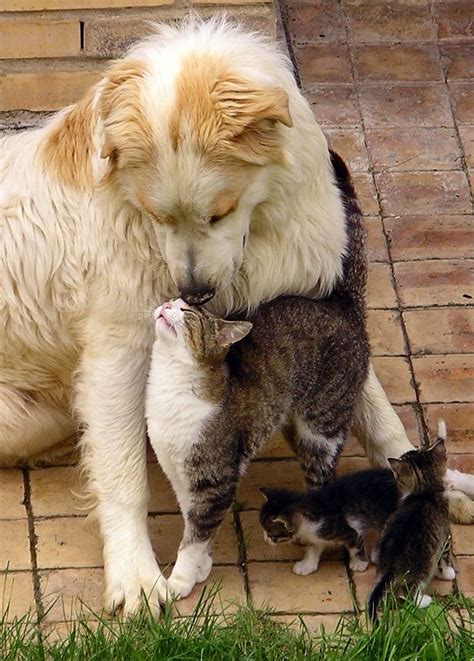 A Cat And Dog Love Annie Many