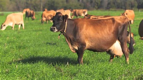 Youtube Jersey Cattle Jersey Cow Breeds