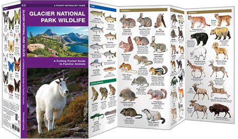 Glacier National Park Wildlife Pocket Naturalist Guide