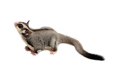 The difference between flying squirrels and sugar gliders is quite dramatic in this case. Vista Lateral Del Sugarglider Foto de archivo - Imagen de ...