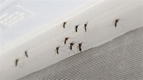 Labor Day Weekend Could See ‘severe Mosquito Levels In Chicago Area