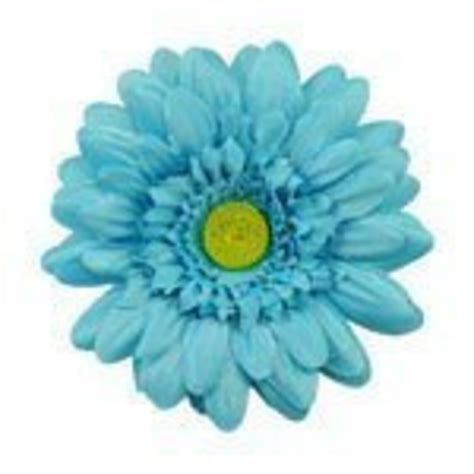 4 Gerbera Daisy Hair Flower Turquoise 2 Flowers Etsy