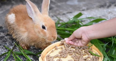 Compared to other rabbit breeds, the rex rabbit has a slightly broader head, proportionally smaller feet, and proportionate upright ears. How to Start a Profitable Rabbit Farming Business In ...